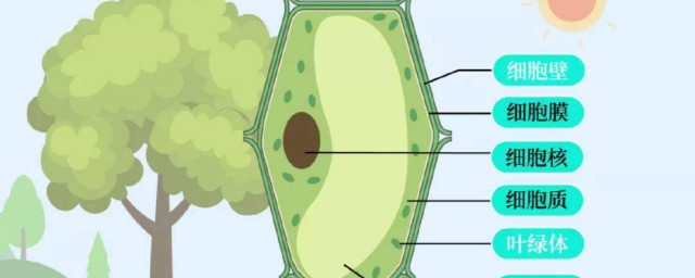 植物细胞中细胞核的主要作用是什么如何，植物细胞中细胞核的主要作用是什么可以吗