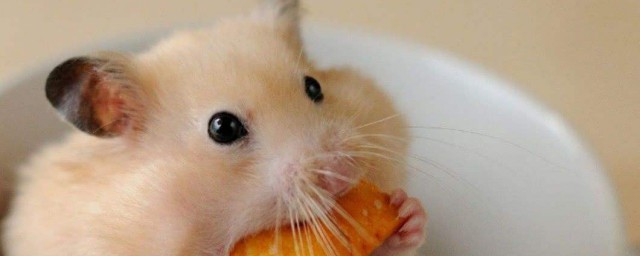仓鼠可以吃橘子吗须知道