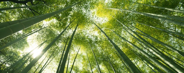 竹子的特点和品质是什么你清楚吗？