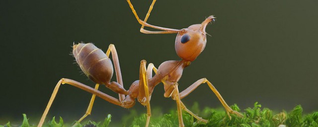 蚂蚁的触角是用来干什么须知道