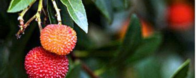 草莓树是真的吗解释，理解草莓树是否是真的