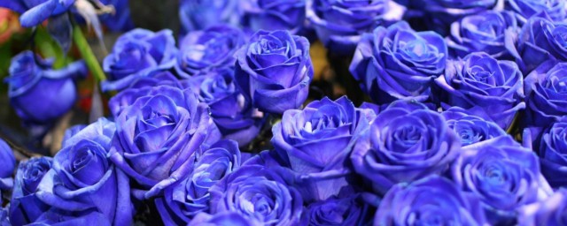 蓝色妖姬的花语是什么你清楚吗？