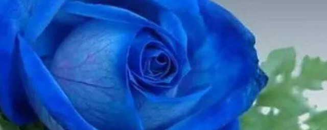 蓝色玫瑰的花语是什么解释，理解蓝色玫瑰的花语是啥