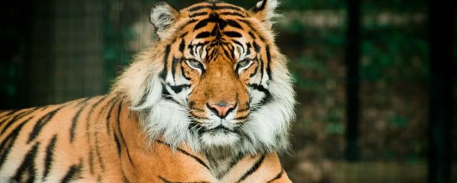 虎的象征意义和寓意，对于老虎象征着哪些呢的要点