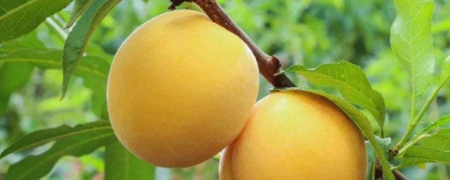 黄金桃和黄桃区别在哪解释，理解黄金桃和黄桃区别介绍