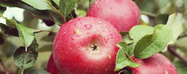 苹果是什么季节成熟如何，苹果是什么季节成熟可以吗