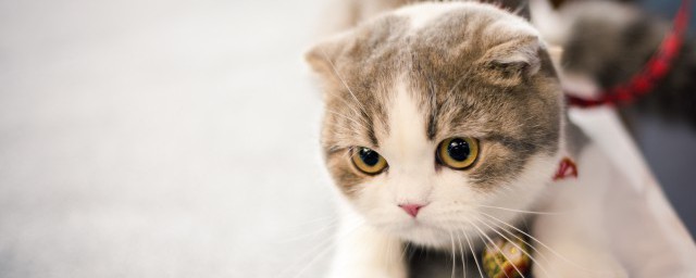 猫咪一年可以打2次疫苗吗如何，猫咪一年可以打2次疫苗吗可以吗