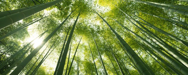 竹有什么作用你清楚吗？