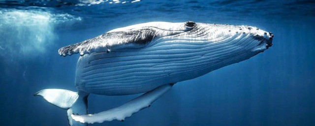 鲸鱼种类有哪些解释，理解鲸鱼种类介绍