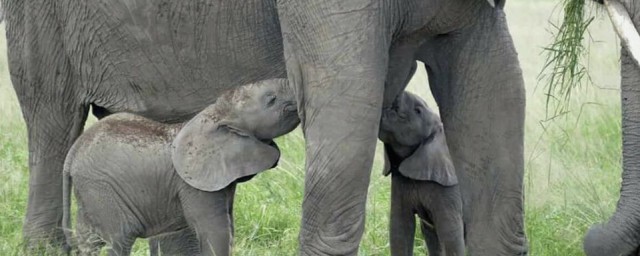 大象一般怀孕多久你清楚吗？