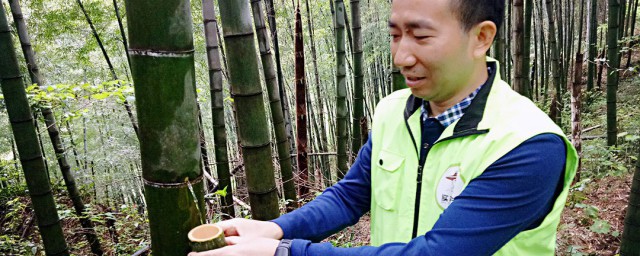 竹子里的佳酿怎么形成的如何，竹子里的佳酿怎么形成的可以吗