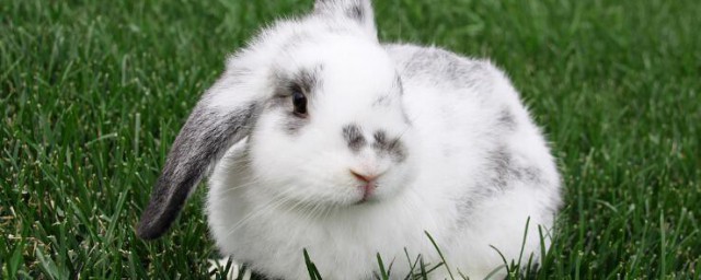 兔子有哪些生活习性解释，理解兔子有什么生活习性