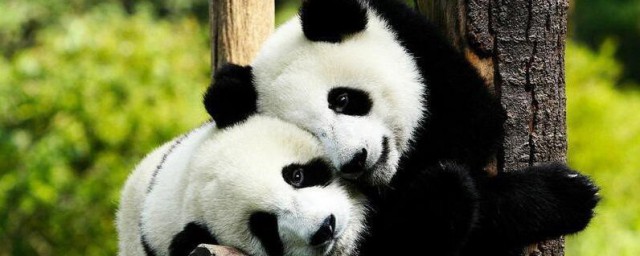 国宝大熊猫有什么特点？国宝大熊猫有什么特点
