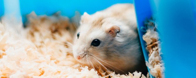 洗涤剂为什么能杀老鼠？清洁剂怎么会到老鼠身上