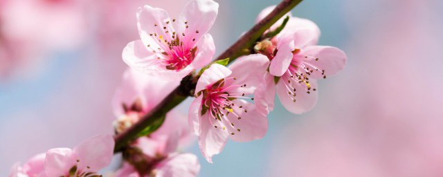 桃花源景区介绍