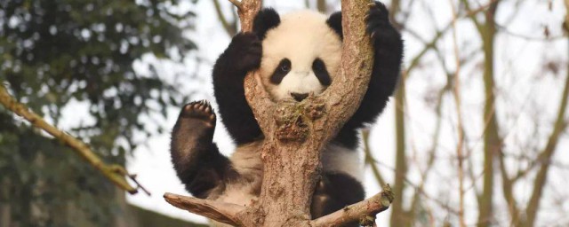 大熊猫能活多久？大熊猫的寿命