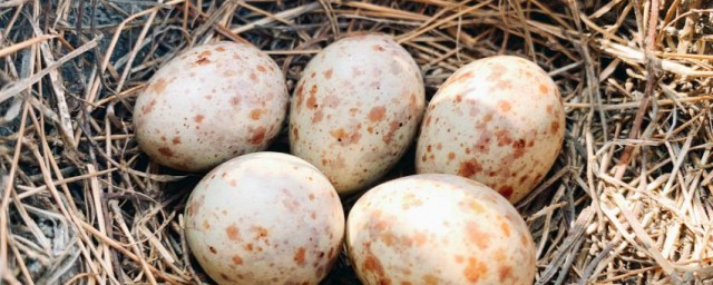 鸟蛋凉了多久才能不孵化？