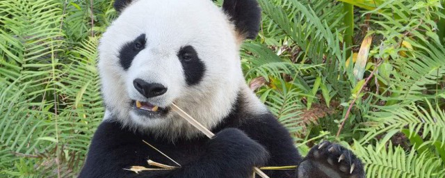 大熊猫有什么特点？大熊猫特征介绍