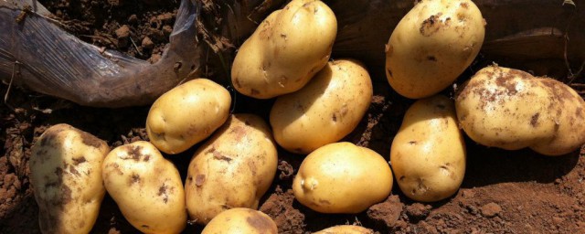 土豆为什么叫土豆？土豆被称为土豆的原因介绍
