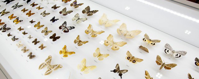 关于蝴蝶的古诗什么是关于蝴蝶的古诗