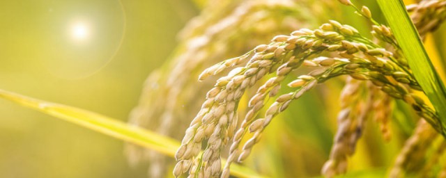 米油的功效和作用米油的功效是什么