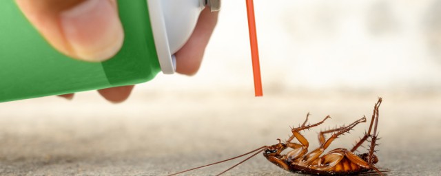 蟑螂被杀后如何处理？被杀后怎么办
