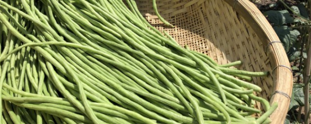 如何干燥干豆是一个绿色的技巧 干燥豆子的小技巧