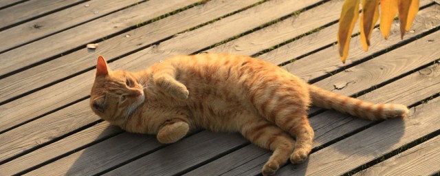 橘猫一定不能养 为什么不能养橘猫