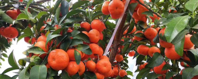 橘子的保存方法如何保存橘子