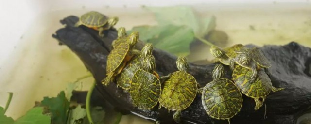 如何孵化好海龟蛋