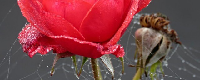 如何解决玫瑰长长的蜘蛛网