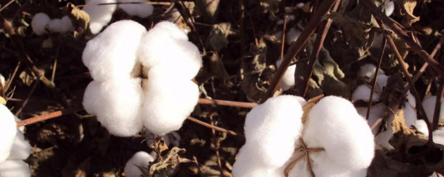 新疆捡棉花的梗是什么？在新疆捡棉花意味着什么
