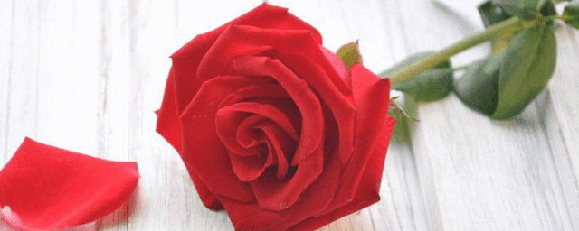红玫瑰和粉玫瑰的区别简单介绍一下红玫瑰和粉玫瑰的区别