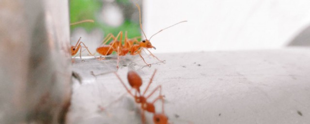 为什么家里有微型黄蚂蚁？