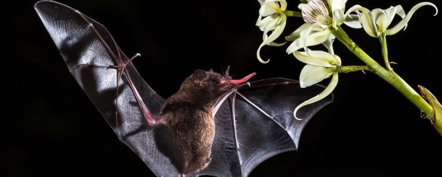 蝙蝠的繁殖方法是什么？蝙蝠是如何繁殖的