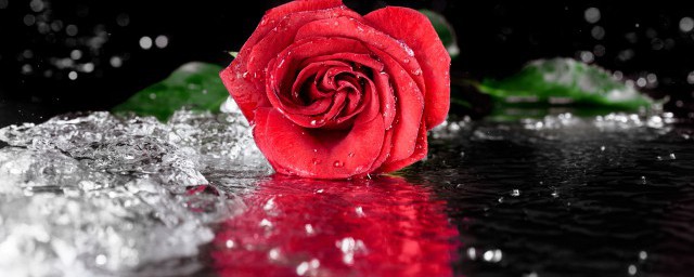 描写玫瑰的经典诗篇 一首关于玫瑰的诗的例子