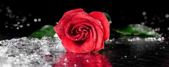 经典玫瑰诗有哪些关于玫瑰的经典诗歌