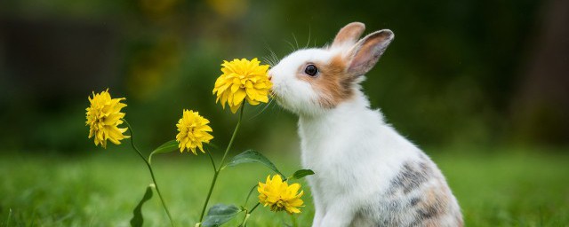 怎样区分公兔和母兔，看完怎样区分公兔和母兔