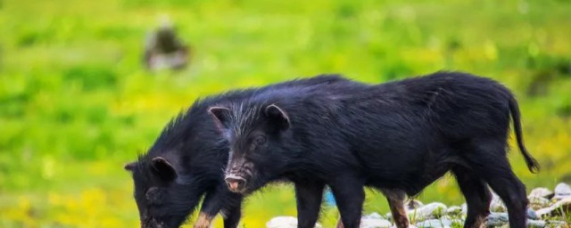 关于藏香猪的缺点你了解吗？