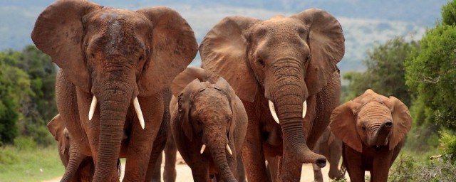 大象属于我国几级保护动物，原来大象是国家几级保护动物