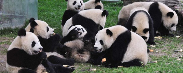 大熊猫的寿命有多长怎样，大熊猫的寿命具体有多长好吗