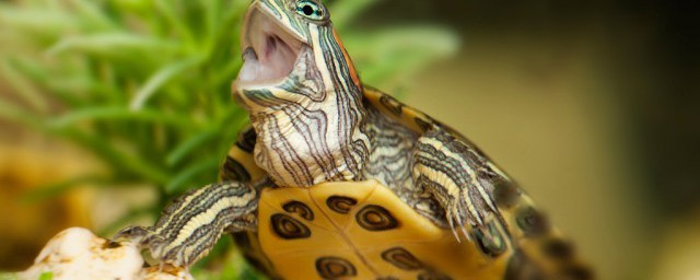 巴西龟冬眠怎么养相关解释