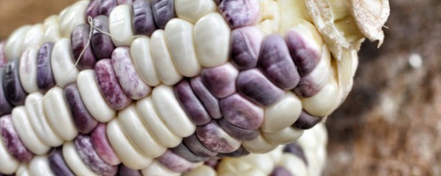 紫玉米是转基因的吗，原来紫玉米是否是转基因的