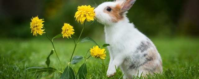 兔子和老鼠是一类动物吗，原来兔子和老鼠资料介绍