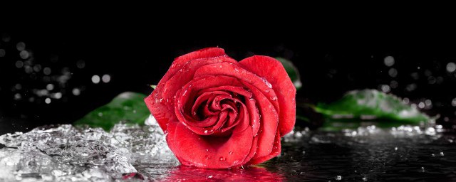 玫瑰代表什么象征意义，原来玫瑰代表的象征意义