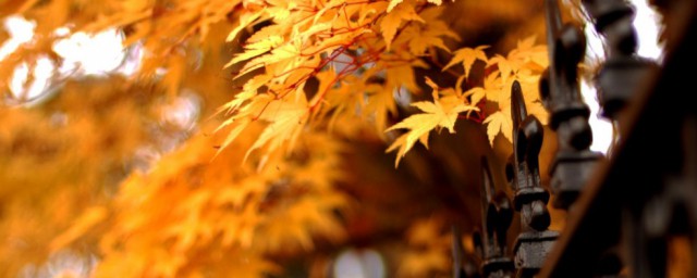 关于立秋优美一句话你了解吗？