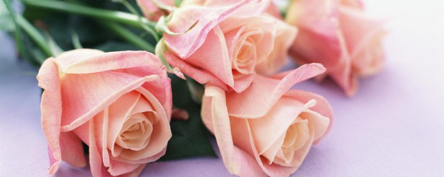 玫瑰花朵数代表什么，原来玫瑰花朵数代表什么寓意
