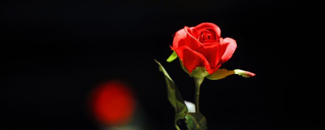 1一100朵玫瑰花代表什么意思;对于1一100朵玫瑰花代表的寓意是什么介绍