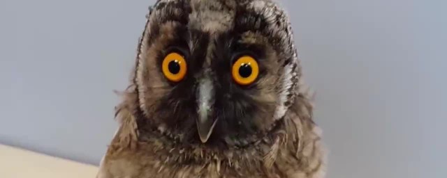 猫头鹰眼睛的特点怎样，猫头鹰眼睛的特点介绍好吗