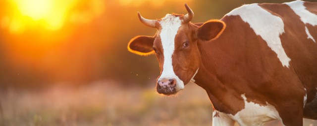 牛黄是牛的哪个部位的，看完牛黄是牛的哪个部位的